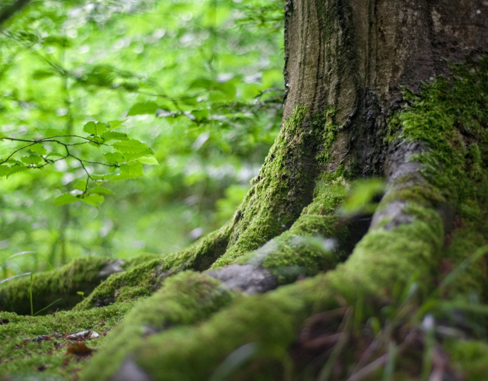 Lei ambiental - Lobby